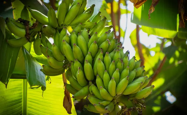 bannana