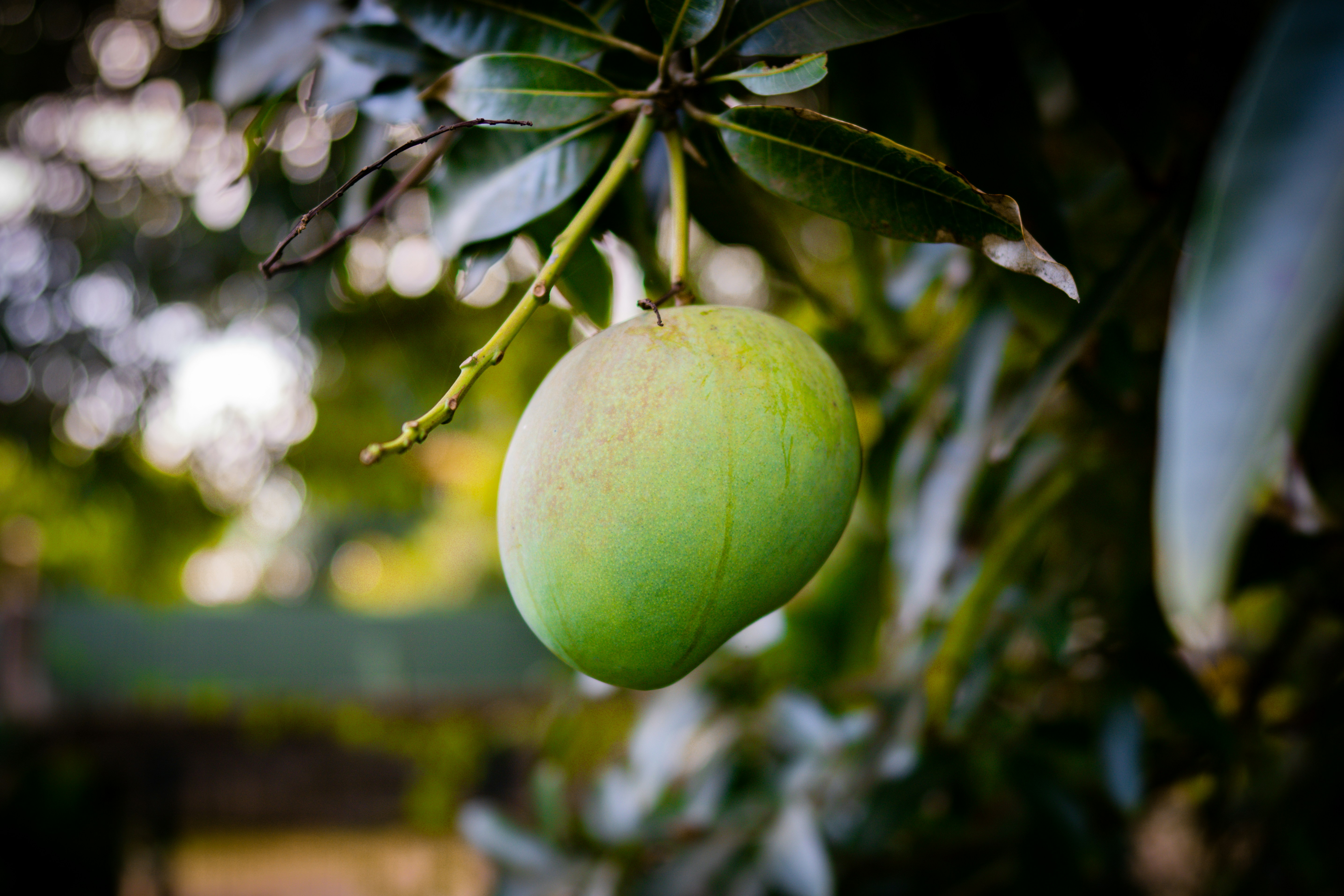 Mangoes